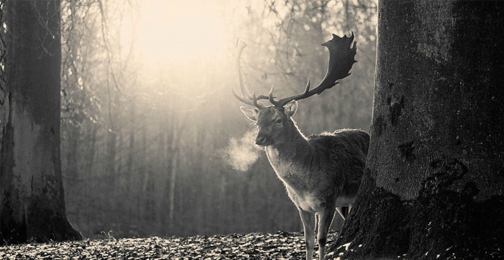 搜索框下方推广